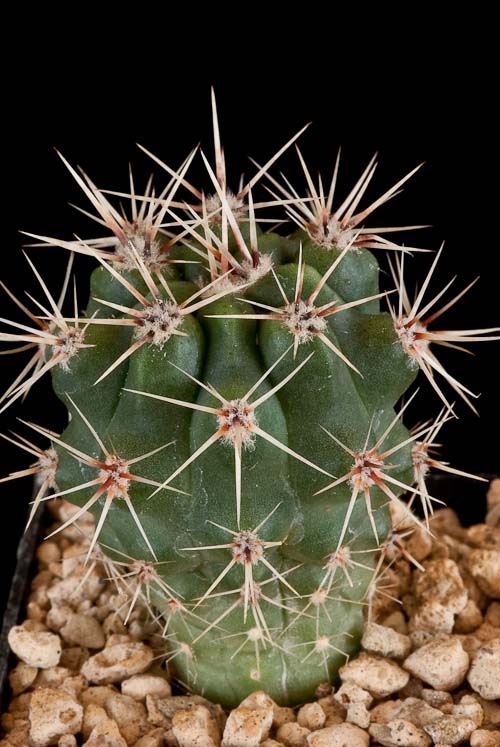 Gymnocalycium sindae JPR 36-89